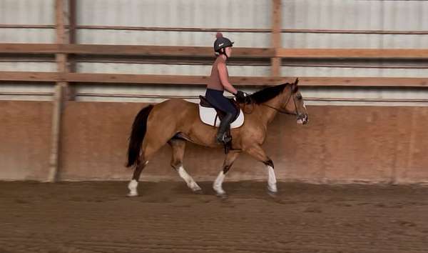 company-draft-horse