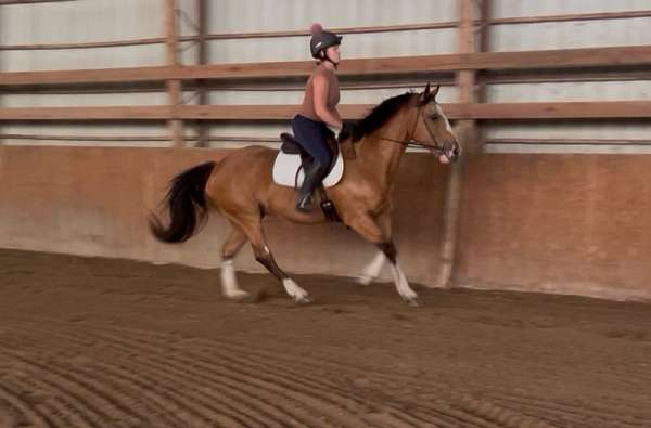 flashy-quiet-draft-horse