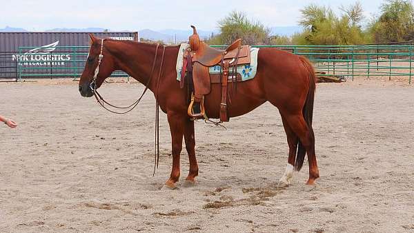 quarter-horse-mare