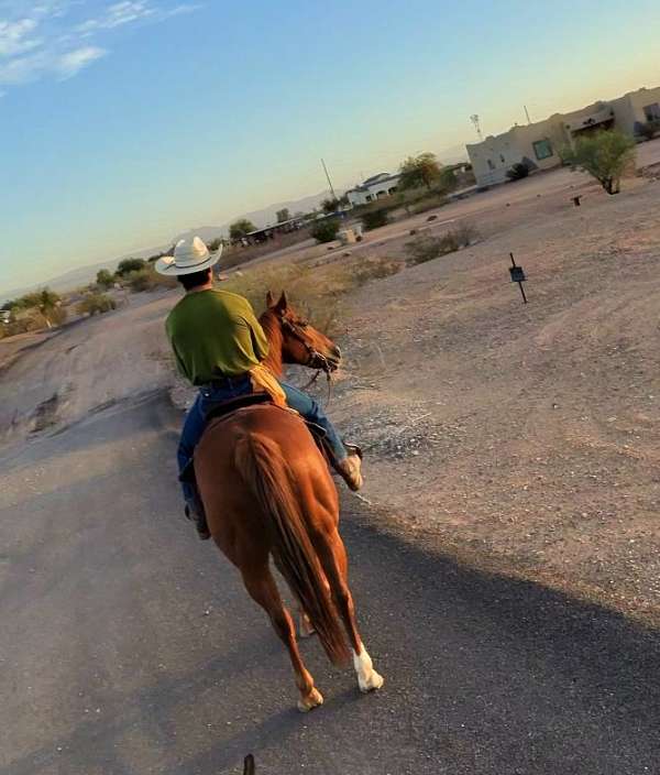 quarter-horse-for-sale