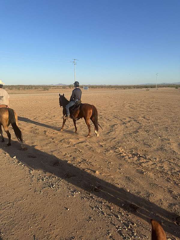 quarter-horse