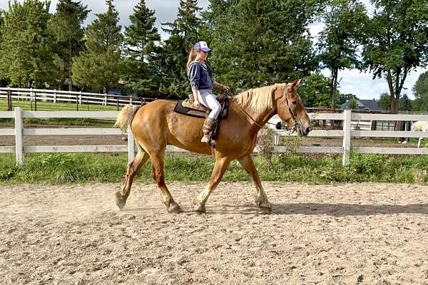 all-around-belgian-horse