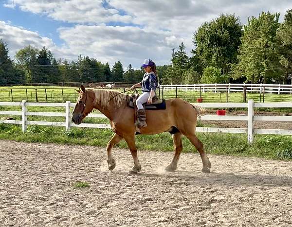 athletic-belgian-horse