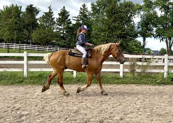 beginner-belgian-horse