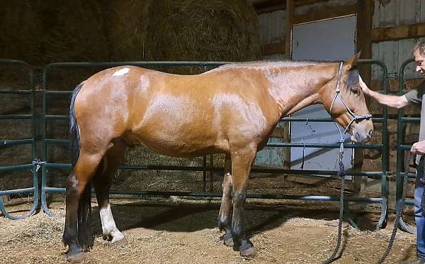 mustang-gelding
