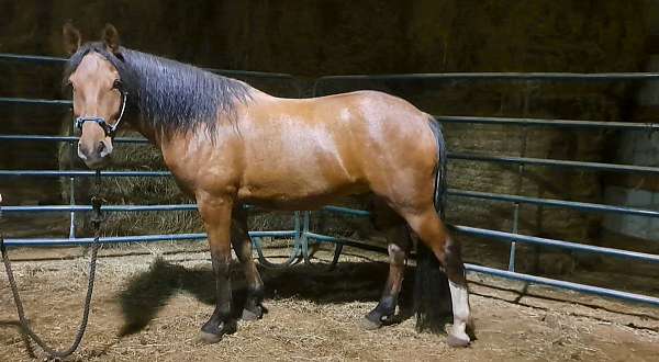 mustang-horse-for-sale