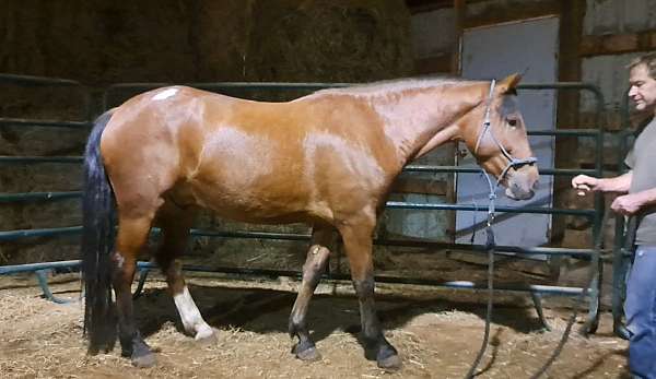 mustang-horse