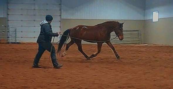 mustang-horse