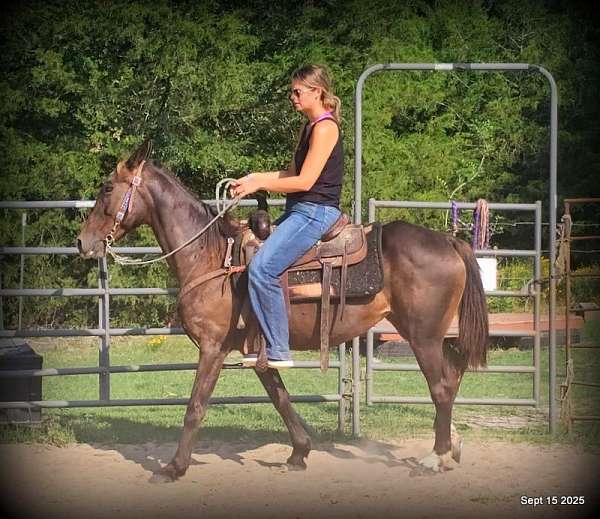 advanced-tennessee-walking-horse