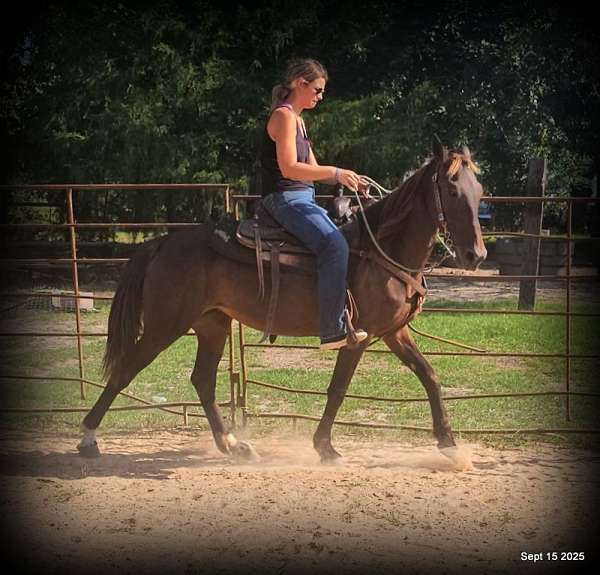 advanced-beginner-tennessee-walking-horse