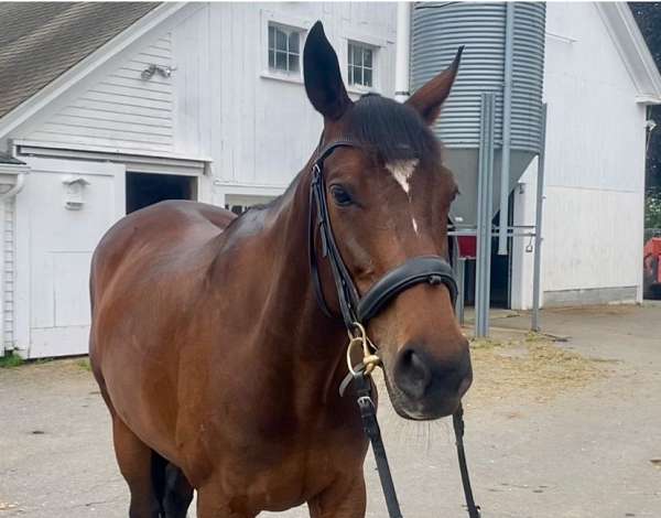 thoroughbred-horse-for-sale