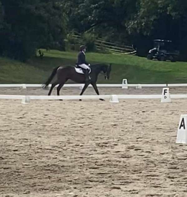 thoroughbred-horse