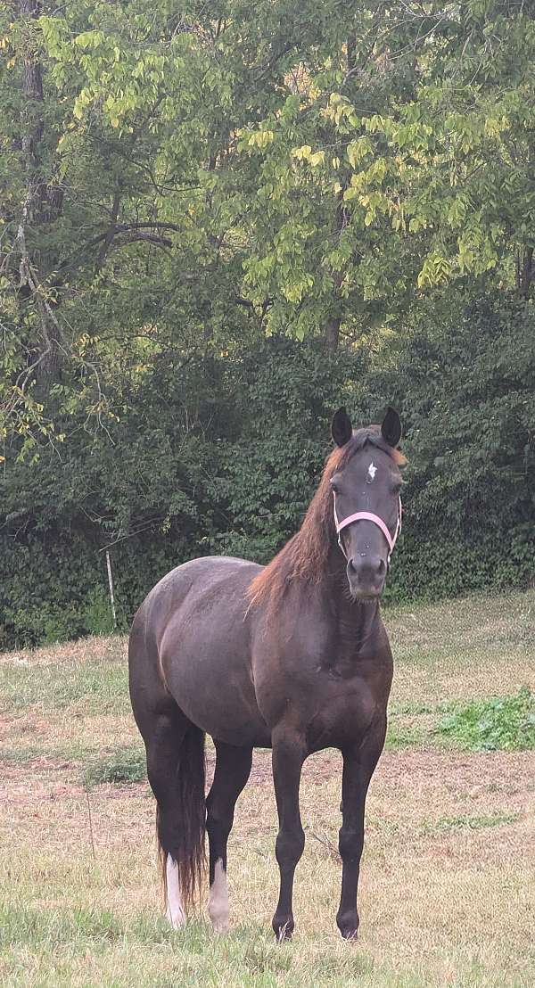 endurance-rocky-mountain-horse