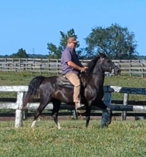 black-beauty-rocky-mountain-horse