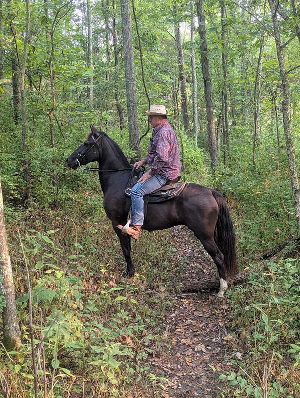 comfortable-rocky-mountain-horse