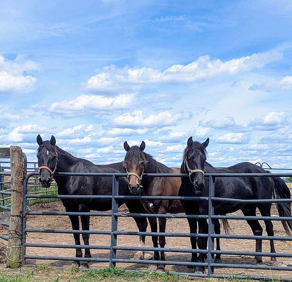 ground-manners-rocky-mountain-horse