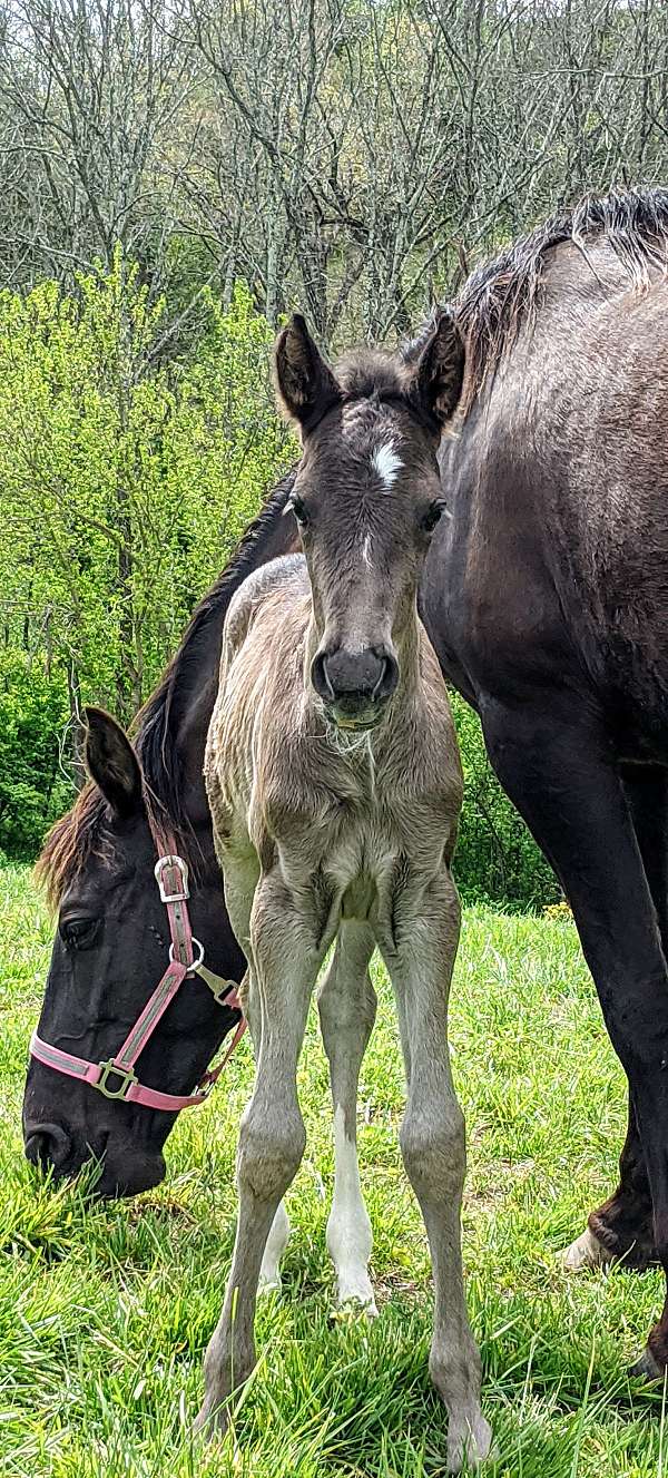 honest-rocky-mountain-horse