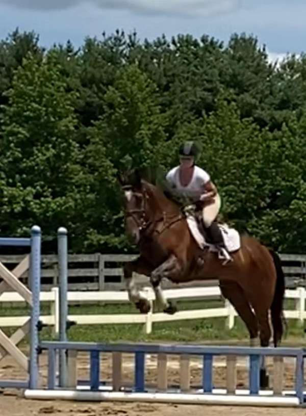 white-on-forehead-horse