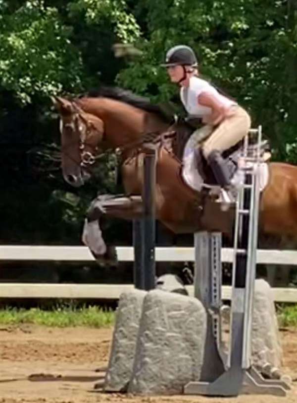 cleveland-bay-dutch-warmblood-horse