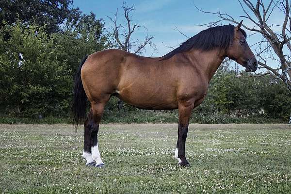 cross-haflinger-horse