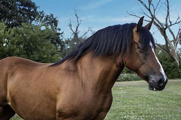 husband-safe-haflinger-horse