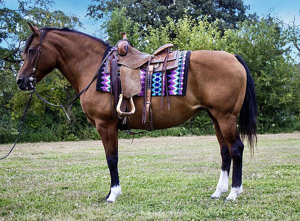 ranch-work-haflinger-horse