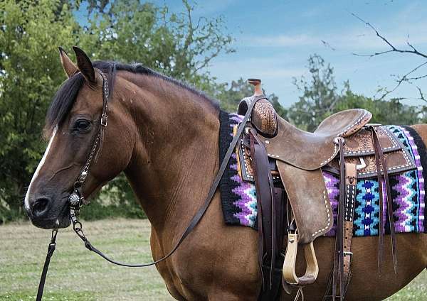 ridden-western-haflinger-horse
