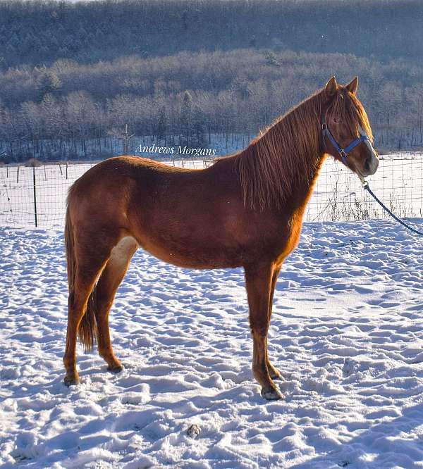 andrews-morgan-horse