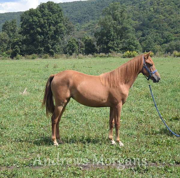 carriage-horse-morgan