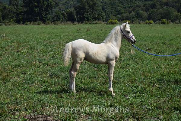 palomino-silver-dapple-horse