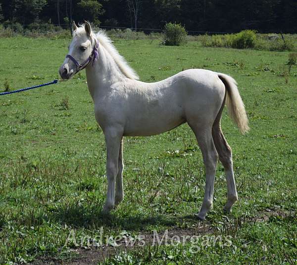 breeding-stallion-morgan-horse