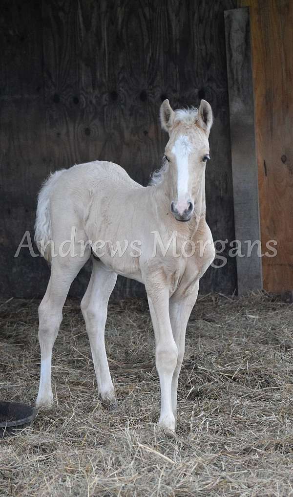 day-morgan-horse