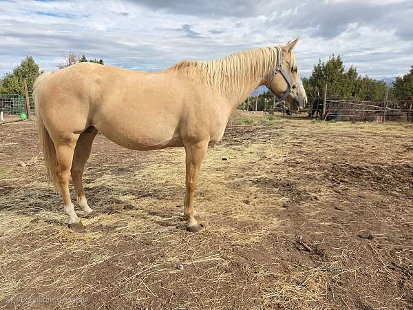 polocrosse-palomino-horse