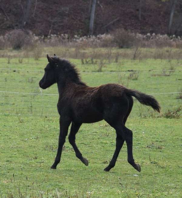 dishy-morgan-horse