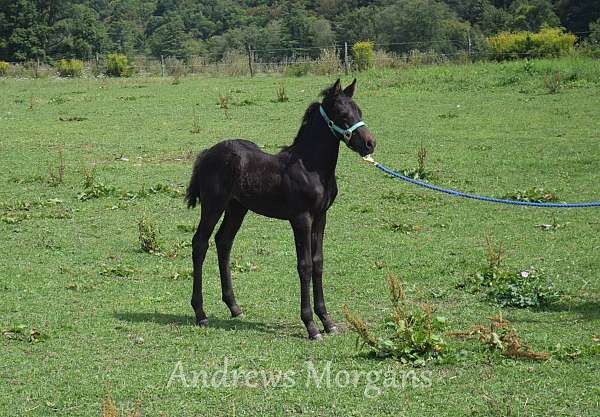 bold-morgan-horse