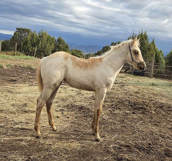 palomino-roan-performance-horse