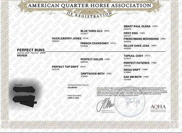 palomino-roan-ranch-versatility-horse