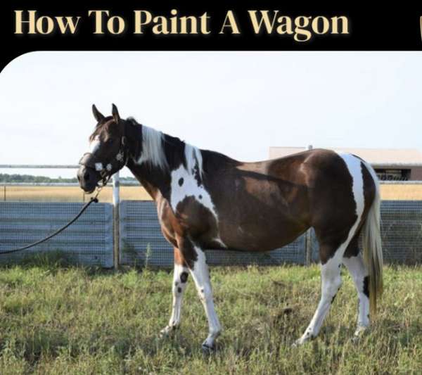 kids-friendly-paint-horse