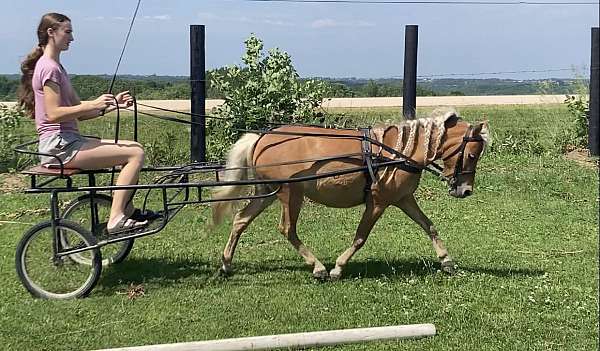 palomino-amhr-pony