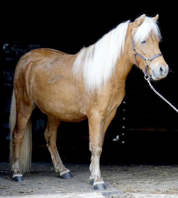 none-pony