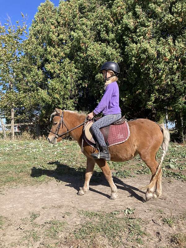 palomino-none-pony