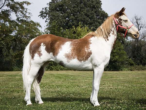 pony-mare