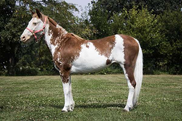 pony-for-sale