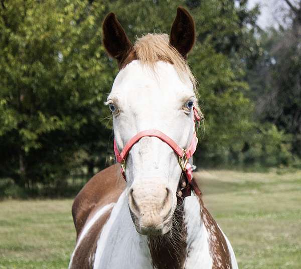 pony