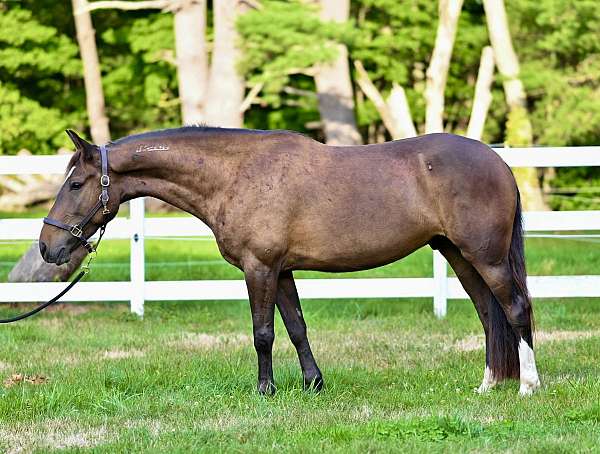 mustang-gelding