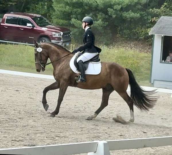 mustang-horse-for-sale