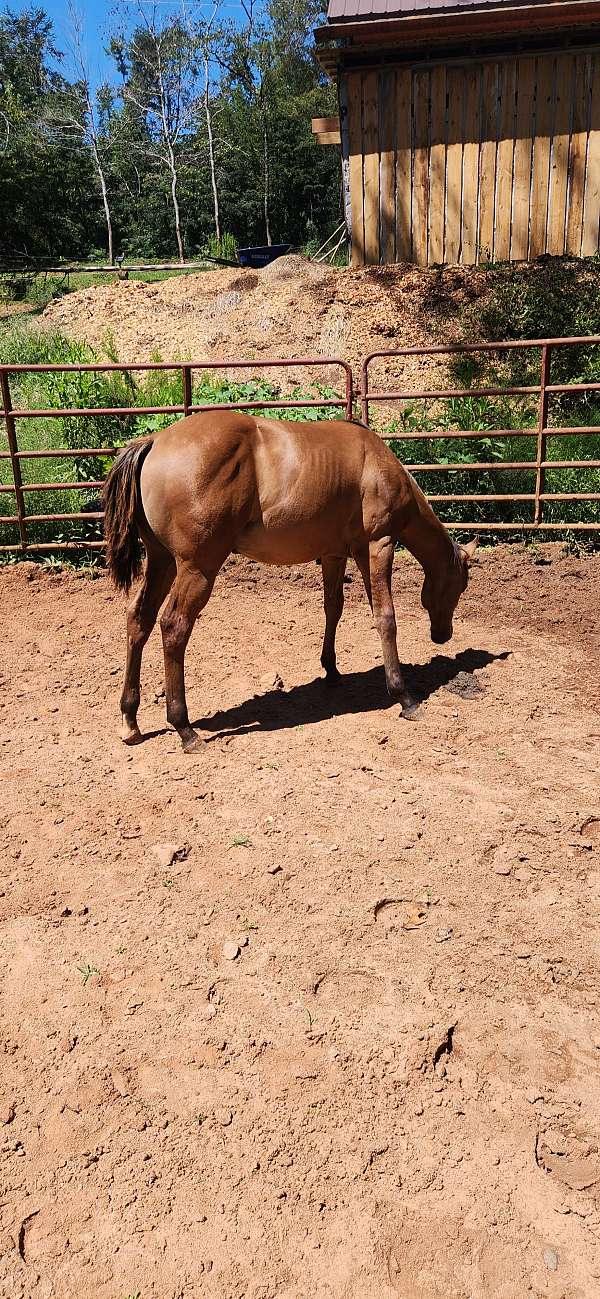 quarter-horse-colt