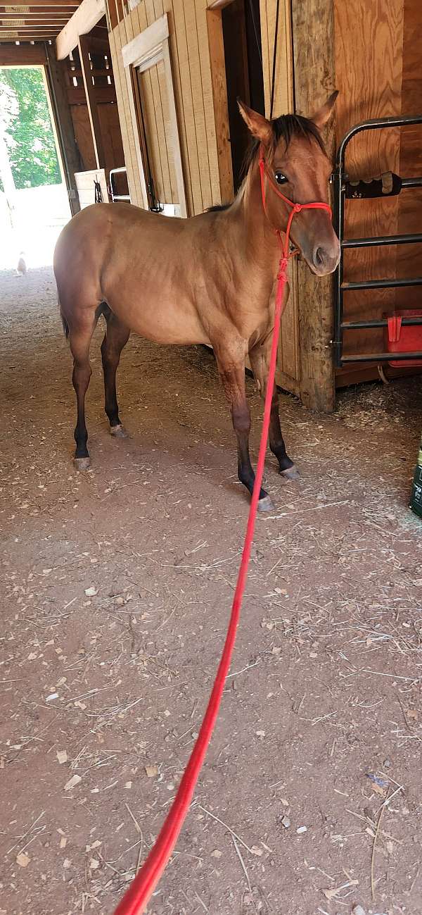 quarter-horse-for-sale