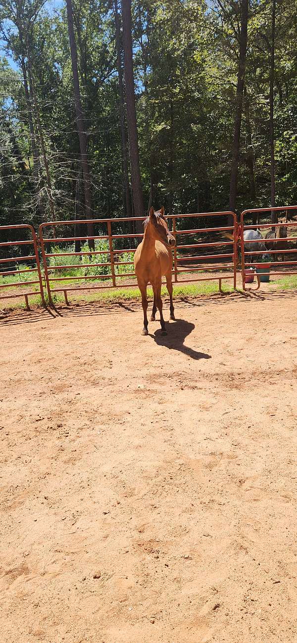 quarter-horse