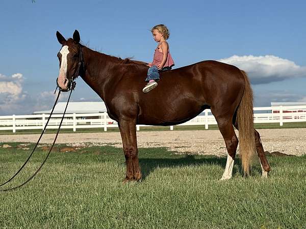 all-around-quarter-horse
